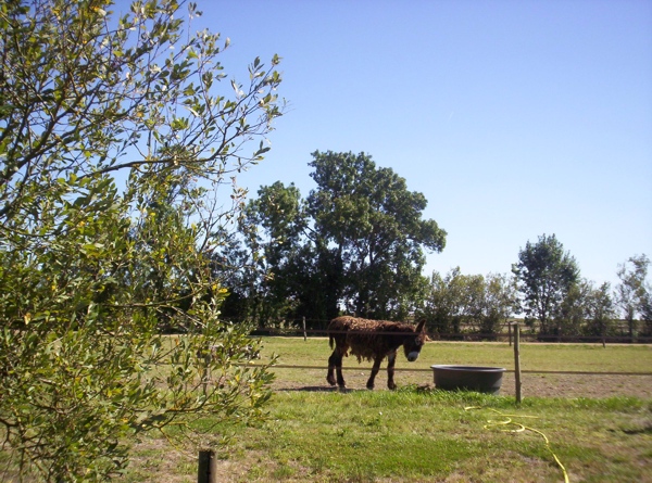 Baudet du Poitou du Marais Poitevin