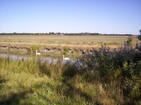 Oiseaux du Marais Poitevin